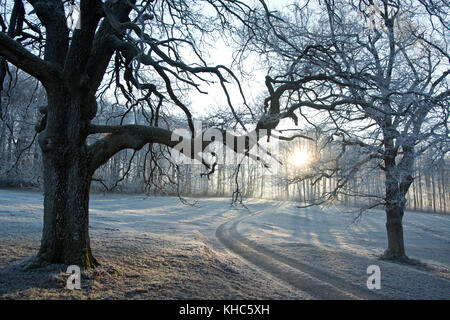 Frost bedeckt Wald Straße *** local Caption *** Schweiz, Baselland, nenzlingen, Eichen, Quercus, Bäume, big, Frost, Rauhreif, weiß, Winter, morni Stockfoto