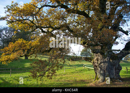 Die älteste Eiche *** local Caption *** Schweiz, Jura, Chatillon, Baum, alten, großen, riesigen, Eiche, Quercus, 1000 Jahre, Herbst, Blätter, Stamm Stockfoto