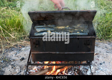 Appetitlich Fisch heiß geräucherte Makrele in einer Räucherei über die Natur ein Picknick zubereitet Stockfoto