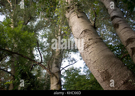 Decora Pappel *** local Caption *** Schweiz, Baum, populus alba, Decora Pappel, Log, Stamm, Rinde Stockfoto