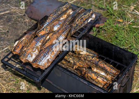 Appetitlich Fisch heiß geräucherte Makrele in einer Räucherei über die Natur ein Picknick zubereitet Stockfoto