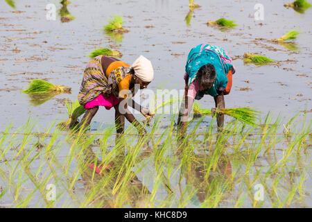 PONDICHERY, Tamil Nadu, Indien - ca. September 2017. Nicht identifizierte Frauen Landwirt transplantierten Reis schießt sie der neuen Ernte im Reisfeld Anlage. Stockfoto