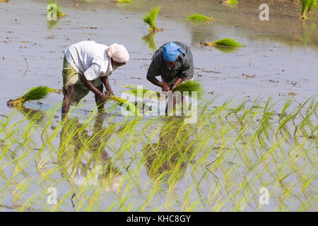 PONDICHERY, Tamil Nadu, Indien - ca. September 2017. Nicht identifizierte Frauen Landwirt transplantierten Reis schießt sie der neuen Ernte im Reisfeld Anlage. Stockfoto