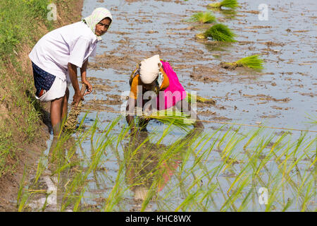 PONDICHERY, Tamil Nadu, Indien - ca. September 2017. Nicht identifizierte Frauen Landwirt transplantierten Reis schießt sie der neuen Ernte im Reisfeld Anlage. Stockfoto