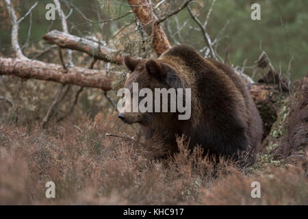 Braunbär / Braunbaer ( Ursus arctos ), kraftvoller Erwachsener, im Unterholz eines Waldes vor einem Flenbaum stehend, sieht wütend aus, Europa. Stockfoto