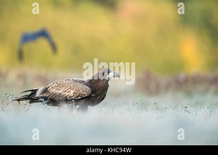 Seeadler / Seeadler ( Haliaeetus albicilla ) juvenil, im gefrorenen Gras sitzend, aufmerksam beobachtend, startbereit, Wildtiere, Europa. Stockfoto