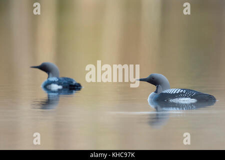 Black-throated Loon/Arktis Eistaucher (Gavia arctica), Paar, Paar, das in der Zucht Kleid, Schwimmen auf ruhigem Wasser, aufmerksam, Schweden, Skandinavien, Europa. Stockfoto