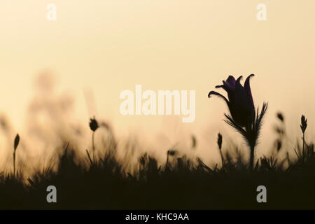 Gewöhnliche Pasquenblume ( Pulsatilla vulgaris ), typische Frühlingsblume auf nährstoffarmen Grasland, Silhouette gegen orange gefärbten Abendhimmel, Europa Stockfoto