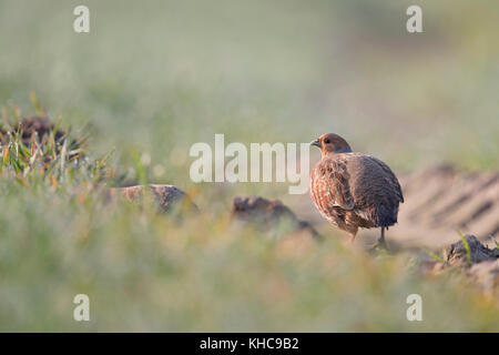 Rebhuhn rebhuhn (Perdix perdix/), Erwachsene im frühen Morgenlicht, auf Ackerland, typische geheimnisvolle Verhalten, bakcside, Wildlife, Europa. Stockfoto