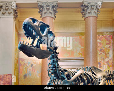 T-Rex, Museum of Natural History, New York Stockfoto