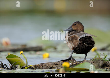 Eurasische Pochard ( Aythya ferina ), Erwachsene Hündin, stehend auf einer künstlichen Nisthilfe zwischen gelben blühenden Seerosen, Wildtiere, Europa. Stockfoto