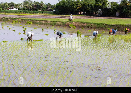 PONDICHERY, Tamil Nadu, Indien - ca. September 2017. Nicht identifizierte Gruppe von Frauen Landwirt transplantierten Reis schießt sie der neuen Ernte in der Reispflanze Stockfoto