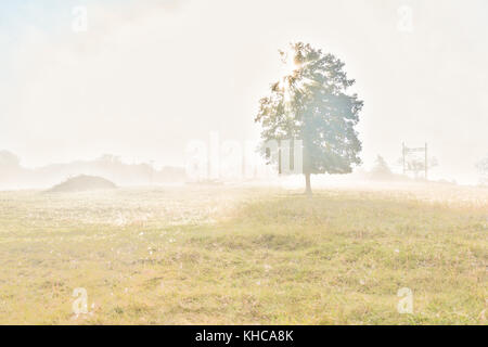 Ein Baum im Herbst Weinlese Licht mit Dunst, Nebel und Sun sunburst Glade durch Nebel Silhouette in Morgen Landschaft Stockfoto