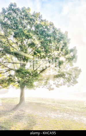 Ein großer grüner Baum im Herbst mit orange Blätter in Dunst, Nebel und Sun sunburst Glade durch Nebel Silhouette in Morgen Landschaft Konzept Stockfoto