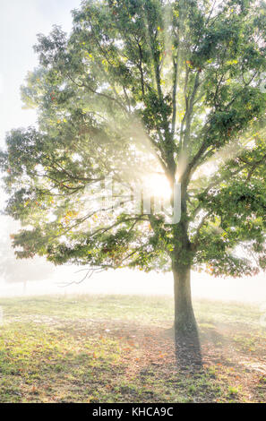 Ein großer grüner Baum im Herbst mit orange Blätter in Dunst, Nebel und Sun sunburst Glade durch Nebel Silhouette in Morgen Landschaft Konzept Stockfoto