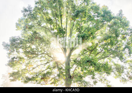 Ein großer grüner Baum im Herbst mit orange Blätter in Dunst, Nebel und Sun sunburst Glade durch Nebel Silhouette in Morgen Landschaft Konzept Stockfoto