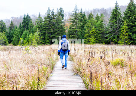 Man Walking auf Wanderweg durch Holz- boggy Boardwalk im Herbst Herbst Wald Moor mit grünen dunklen Pinien auf Pfad in Dolly Grassoden, West Virginia Stockfoto