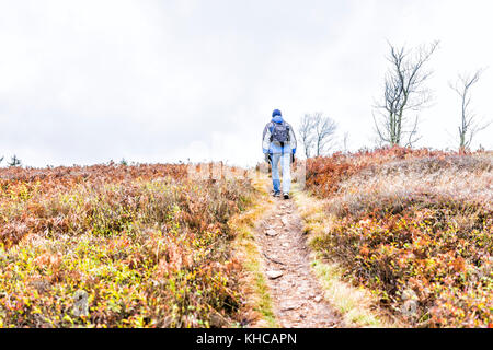 Bergauf trail Pfad Hügel Wiese auf gelb, goldgelb, orange Herbst Wanderung mit Büschen während bewölkt bedeckt, stürmischen Wetter in Dolly Grassoden, West Virginia w Stockfoto