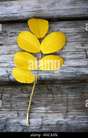 Dog Rose twig im Herbst auf der hölzernen Hintergrund Stockfoto