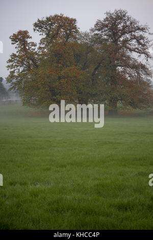 Niedrig liegenden Nebel über Felder im Herbst Spaziergang auf einem nebligen Tag in penshurst Tunbridge Wells Tonbridge Kent auf Land Umgebung Penshurst Place Bäume Stockfoto