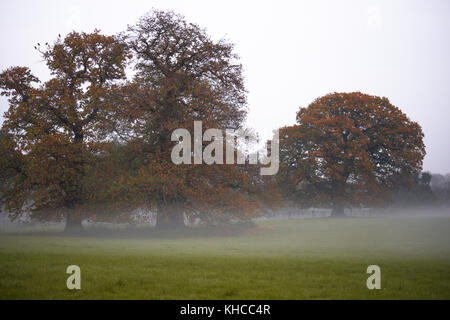 Niedrig liegenden Nebel über Felder im Herbst Spaziergang auf einem nebligen Tag in penshurst Tunbridge Wells Tonbridge Kent auf Land Umgebung Penshurst Place Bäume Stockfoto