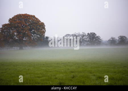 Niedrig liegenden Nebel über Felder im Herbst Spaziergang auf einem nebligen Tag in penshurst Tunbridge Wells Tonbridge Kent auf Land Umgebung Penshurst Place Bäume Stockfoto