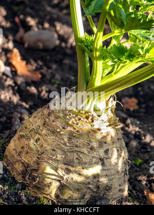 Knollensellerie (apium graveolens rapaceum) Wurzelgemüse in einem herbstlichen sonnendurchfluteten Küche Garten wachsenden Stockfoto