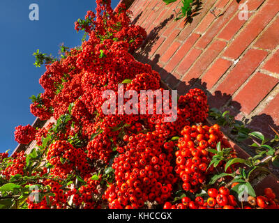 Holzbär gesättigten rote Beere 'pomes" Der holzbär immergrüner Strauch aus der Familie der Rosaceae Firethorn Low Angle View Mauer und blauer Himmel Stockfoto