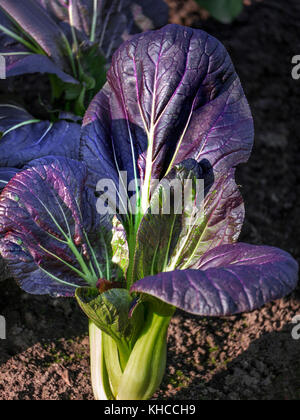 Pak Choi "Chinakohl" rot, ein perfektes Beispiel im späten Texturierte herbstliche Sonne in einer Küche Garten UK wachsende Stockfoto