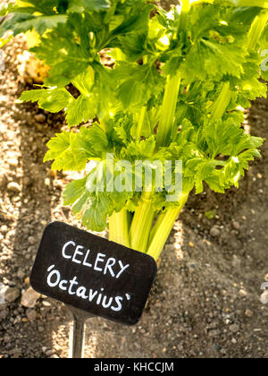 Sellerie Octavius im Herbst in der Küche Garten UK Stockfoto