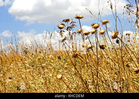 Wildblumen blühen auf den Golanhöhen, Israel. Stockfoto