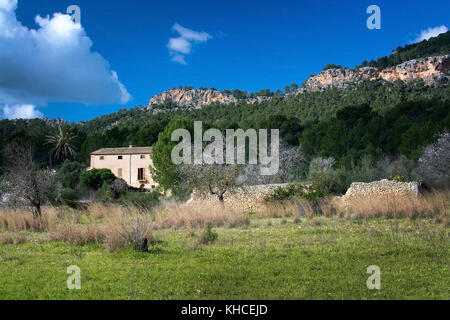 Blühende Mandelbäume in ländlichen Landschaft mit blauer Himmel auf Mallorca, Balearen, Spanien im Februar. Stockfoto
