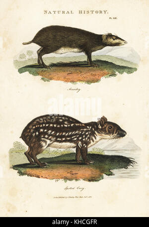 Red acouchi Myoprocta acouchy,, und tiefland oder gefleckt Paca, Cuniculus paca. Papierkörbe Kupferstich nach Sydenham Edwards von John Maurer gute Pantologia, eine neue Enzyklopädie, G. Kearsley, London, 1813. Stockfoto