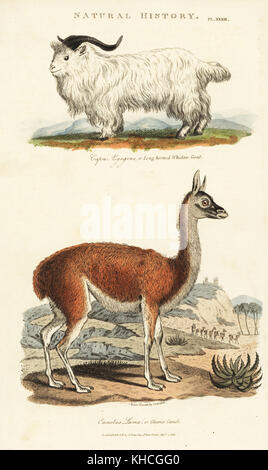 Langhörnigen whidaw Ziege, Capra aegagrus, und Lama, Lama glama (glama Kamel, Lama Camelus). Papierkörbe Kupferstich nach Sydenham Edwards von John Maurer gute Pantologia, eine neue Enzyklopädie, G. Kearsley, London, 1813. Stockfoto