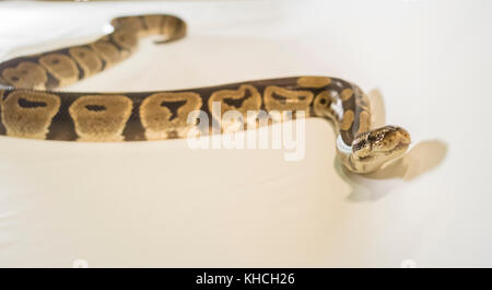 Royal oder Ball python Schlange, auf weißem Hintergrund Stockfoto