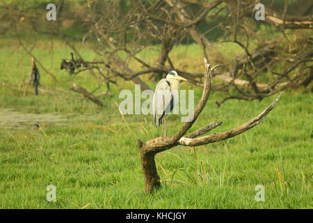 Graureiher im Keoladeo Nationalpark Rajasthan Indien erfasst Stockfoto