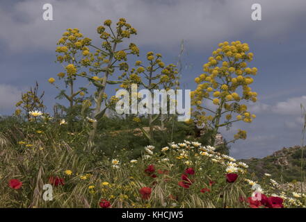 Riesenfenchel, Ferula communis, in Blüte mit Mohn und anderen Frühlingsblumen in Monemvassia, Peloponnes, Griechenland. Stockfoto