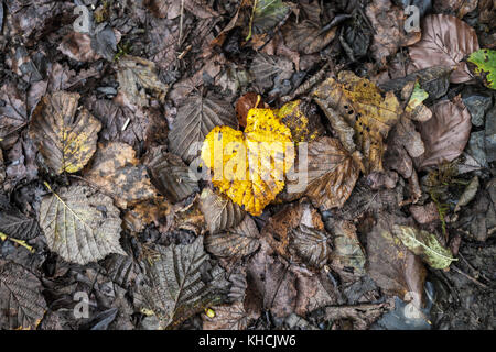 Im Herbst fallen Blätter von Buchen in Asturien, Spanien Stockfoto