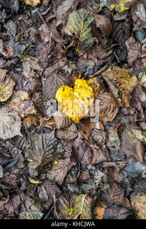 Im Herbst fallen Blätter von Buchen in Asturien, Spanien Stockfoto