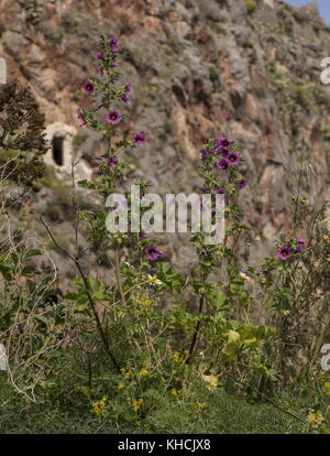 Baum malve Malva arborea, an der Küste, Peloponnes, Griechenland. Stockfoto