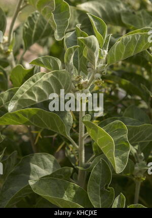 Gift Stachelbeere, Withania somnifera, Blume, Peloponnes, Griechenland. Stockfoto