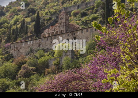 Mystras im Frühjahr, mit dem Kloster Unserer Lieben Frau pantanassa und Judas Baum, Peloponnes, Griechenland. Stockfoto