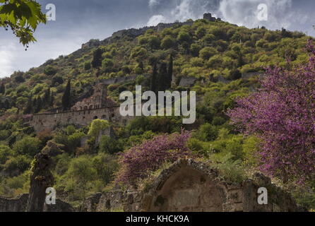 Mystras im Frühjahr, mit dem Kloster Unserer Lieben Frau pantanassa und Judas Baum, Peloponnes, Griechenland. Stockfoto