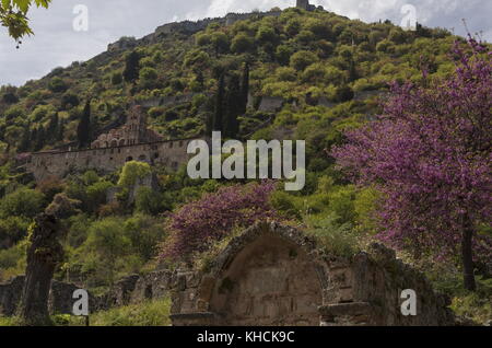Mystras im Frühjahr, mit dem Kloster Unserer Lieben Frau pantanassa und Judas Baum, Peloponnes, Griechenland. Stockfoto