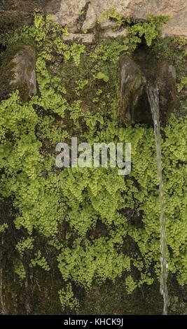 Maidenhaarfarn, Adiantum capillus-veneris wächst um Quellen; Parori, Peloponnes, Griechenland. Stockfoto