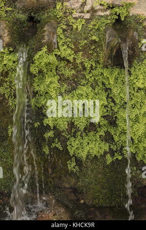 Maidenhaarfarn, Adiantum capillus-veneris wächst um Quellen; Parori, Peloponnes, Griechenland. Stockfoto