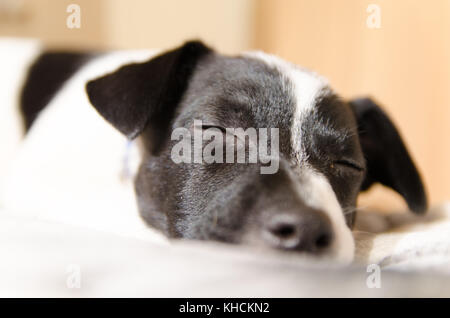 Jack Russell Welpe schnell eingeschlafen und Träumen auf dem Bett Stockfoto