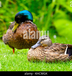 Inländische Ente auf einem Hintergrund der grünen Pflanzen Stockfoto