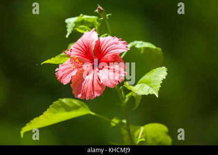 Bunte Blumen auf den Büschen Stockfoto