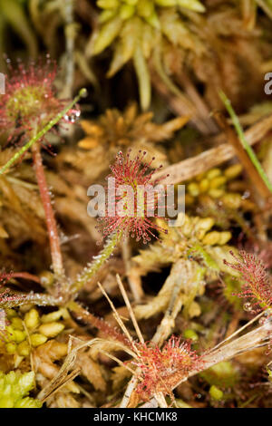 Drosera rotundifolia - der Umlauf-leaved Sonnentau oder gemeinsamen Sonnentau in Dubravica, Kroatien Stockfoto